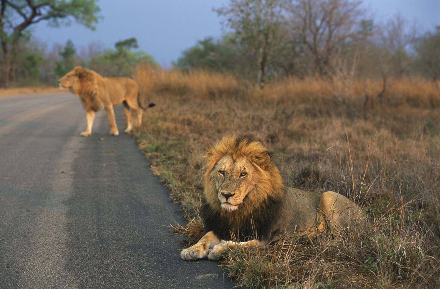 Lions beside the road in the Dinokeng Reserve
